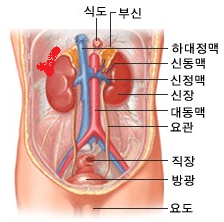 신장의 위치