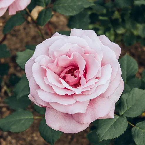 1:1 비율로 자른 장미 사진