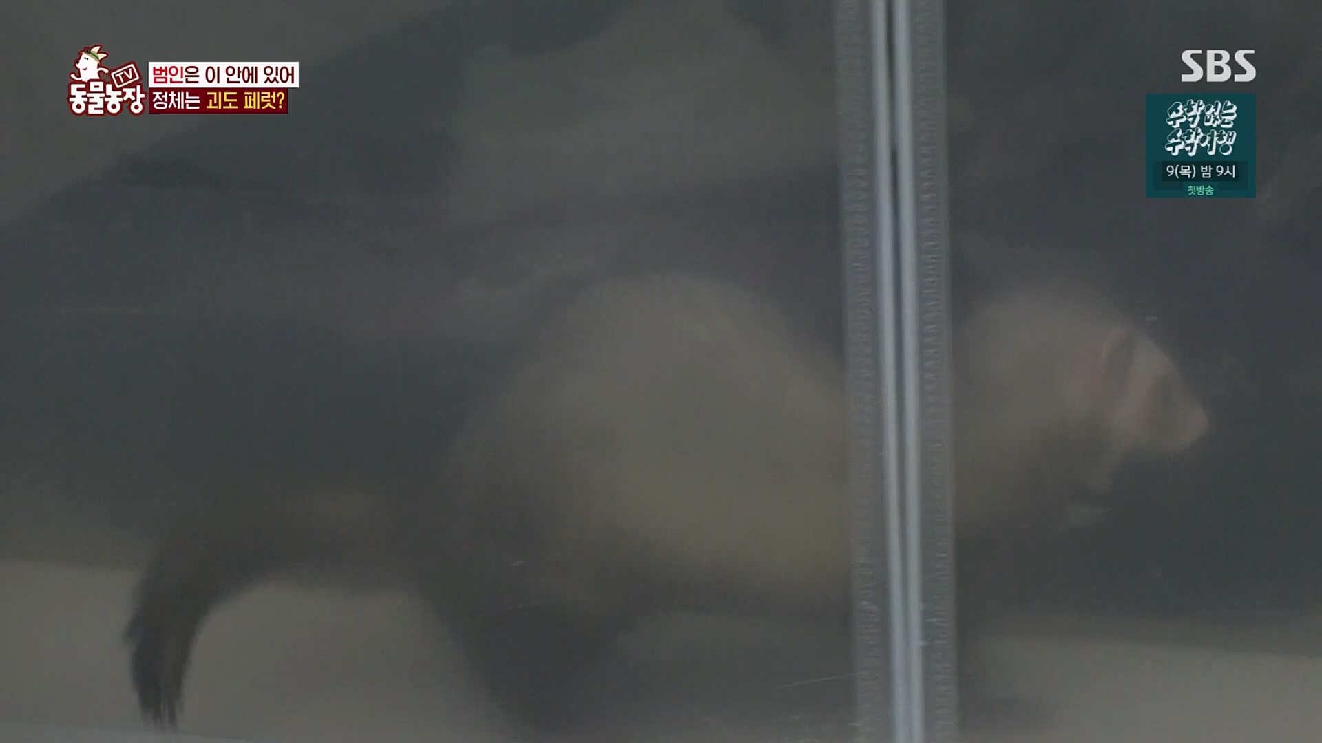 TV 동물농장.E1109.230226p.H264-F1RST.mp4_20230226_161916.053.jpg