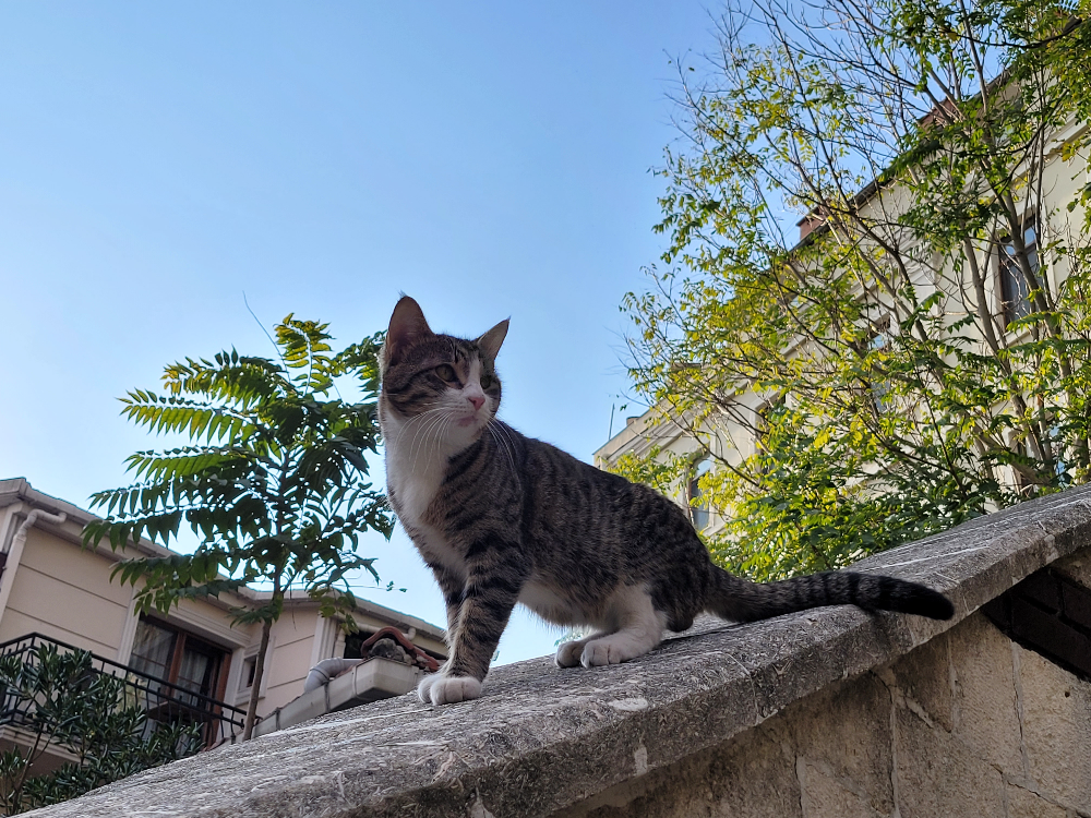 이스탄불 고양이