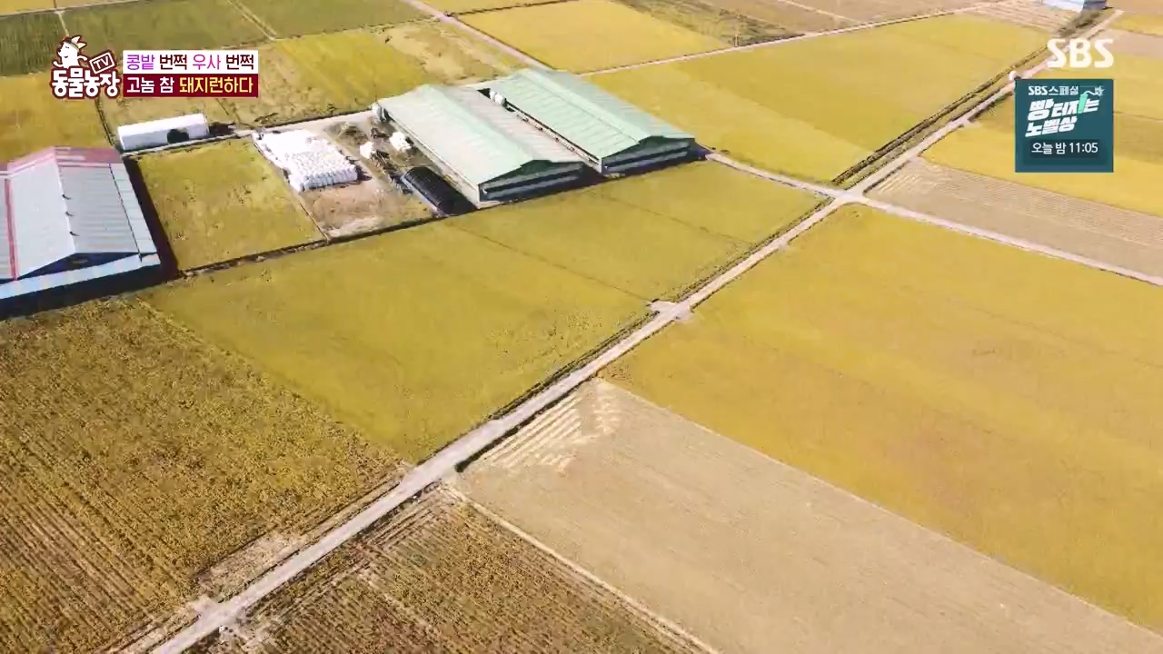 TV 동물농장.E1144.231106p-NEXT.mp4_20231105_175949.907.jpg