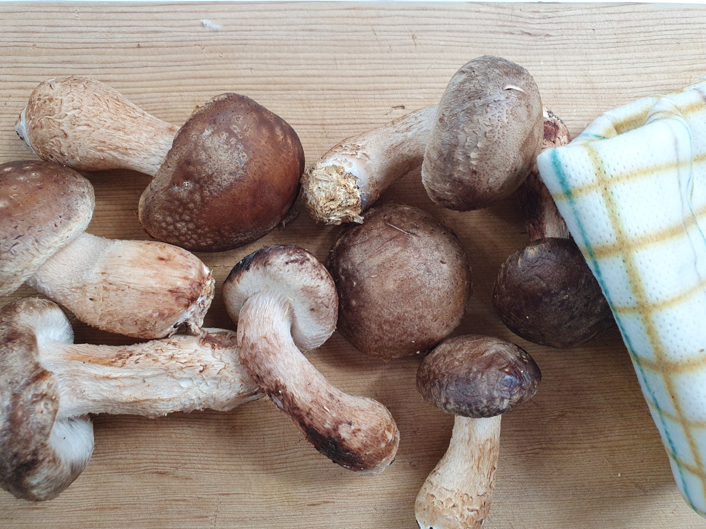 송화버섯 효능 송화버섯 보관방법 관리방법