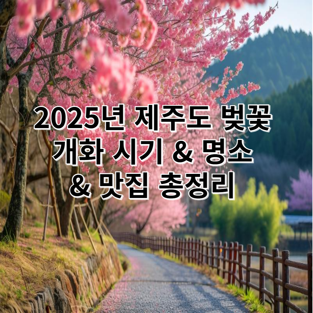 2025년 제주도 벚꽃 개화 시기 &amp; 명소 &amp; 맛집 총정리 🌸