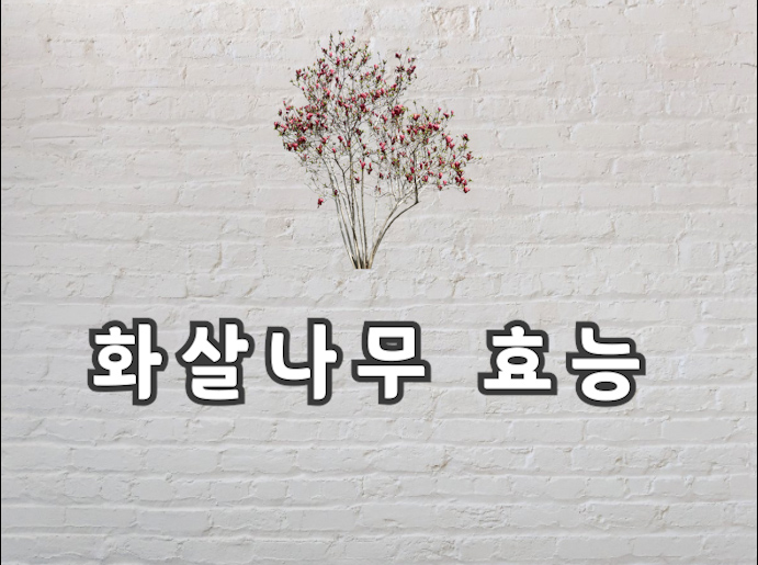  화살나무 효능과 먹는법 그리고 부작용까지 모든 정보