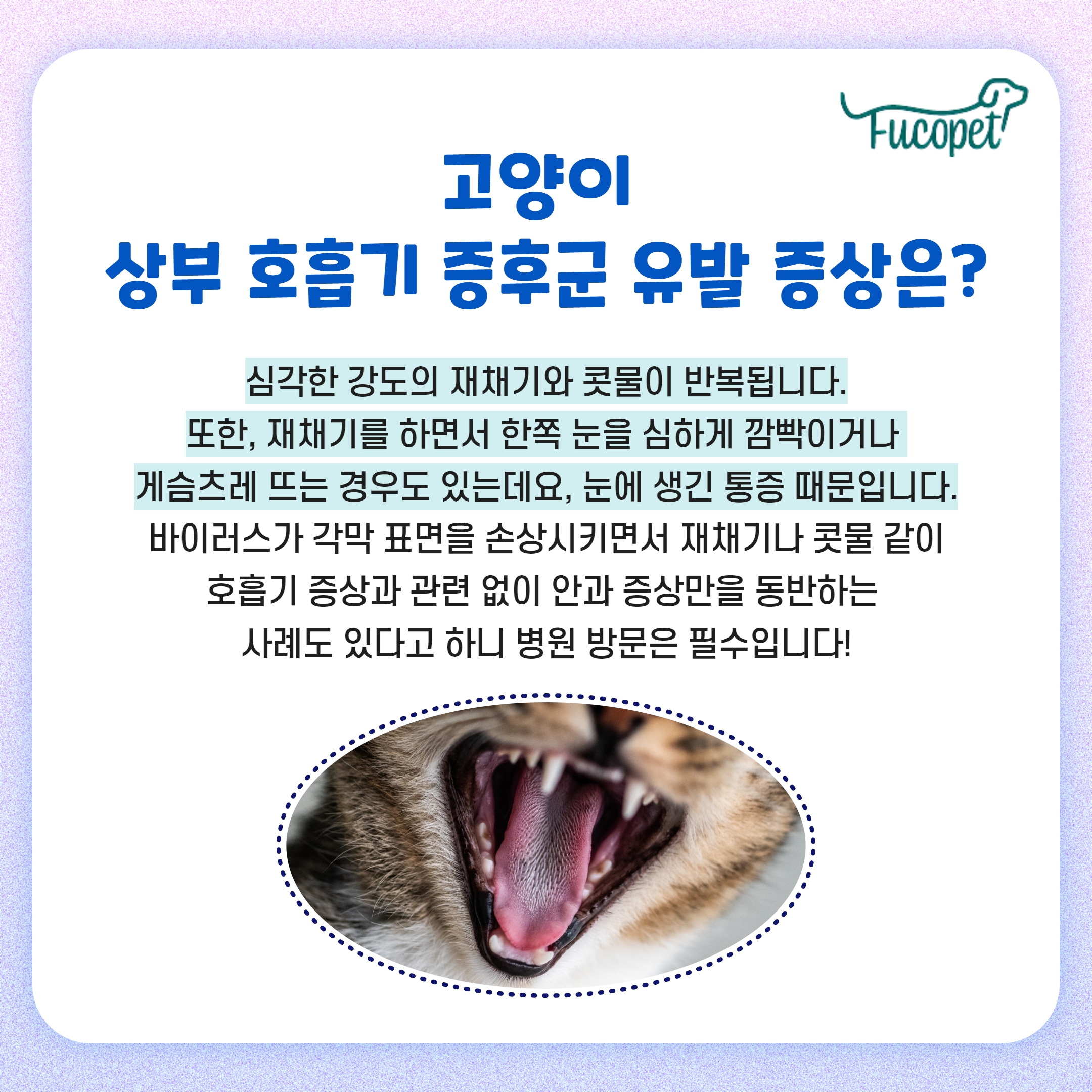 고양이 호흡 보조제/상부 호흡기 증후군/후코이단 푸코펫 3