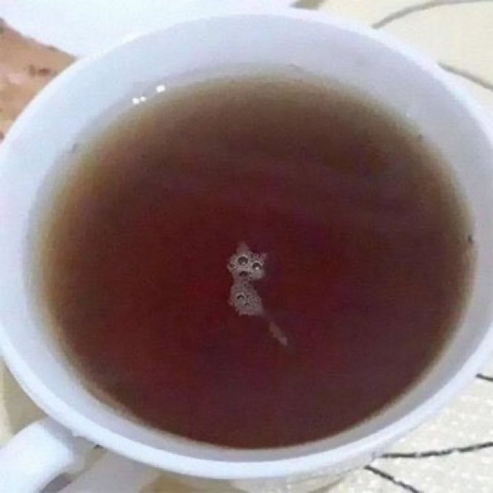 커피캣 이미지