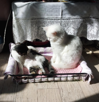  고양이 성격 (고양이는 강아지와 다르다!)
