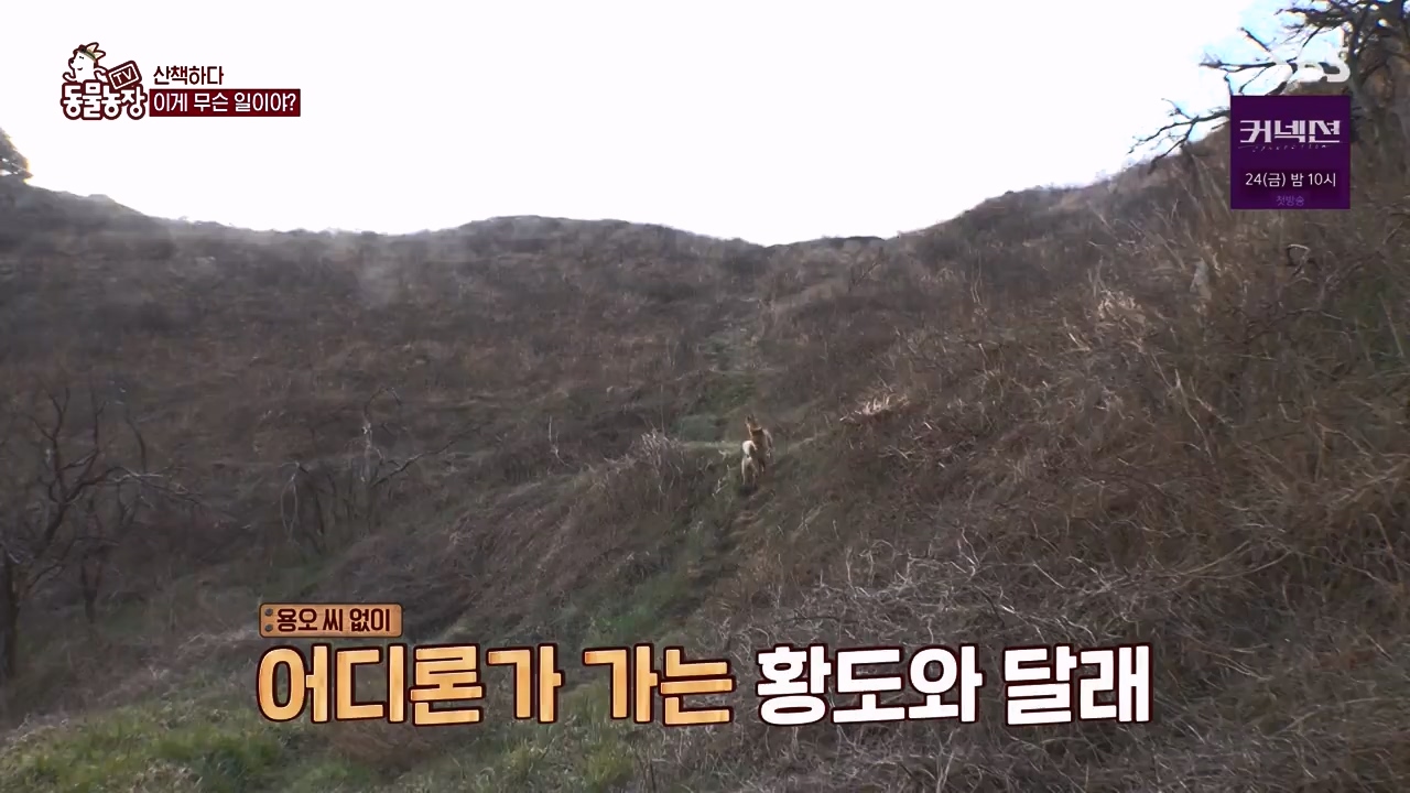 TV 동물농장.E1172.240520p-NEXT.mp4_20240519_165220.471.jpg