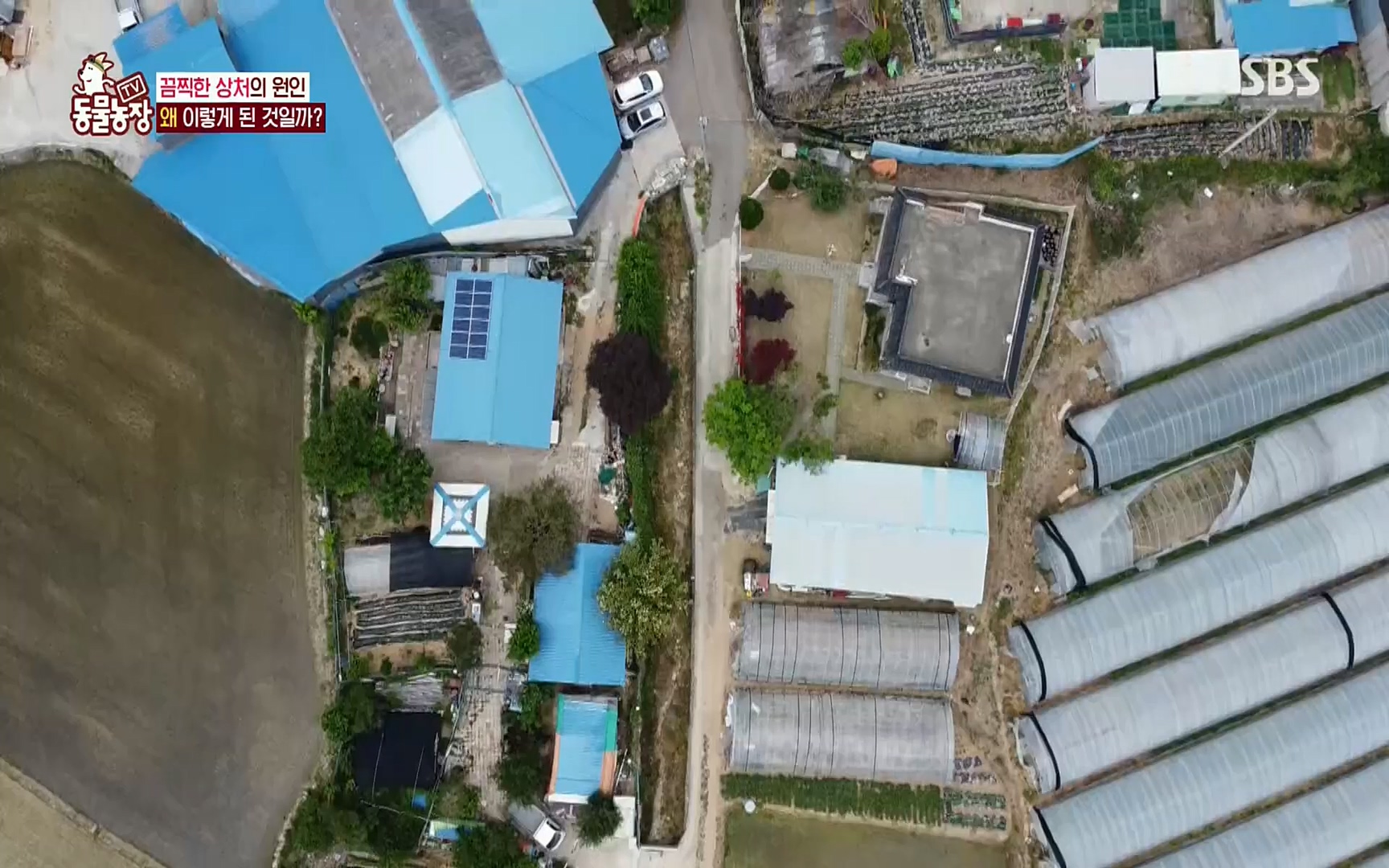 TV 동물농장.E1077.220710p.H264-F1RST.mp4_20220710_175438.586.jpg