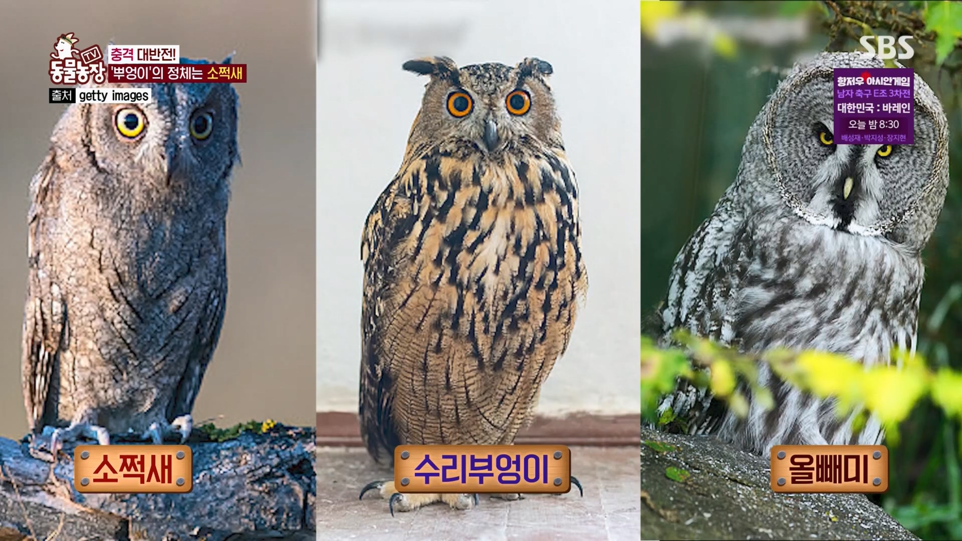 TV 동물농장.E1139.230924p.H264-F1RST.mp4_20230924_170634.957.jpg