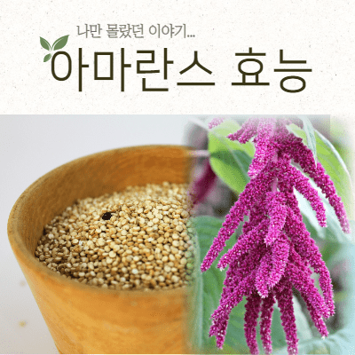  아마란스 효능, 나만 몰랐던 이야기..