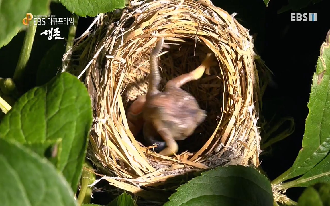 생존 3부_ EBS 다큐프라임_ 220629.avi_20220701_210752.900.jpg