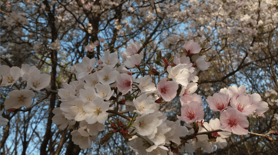 벚꽃 사진 무료