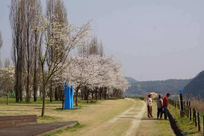 벚꽃길 따라 나선 나들이 나온 분들 세 사람&#44; 여1&#44; 남2&#44; 우측에 목책&#44; 푸른 하늘&#44; 왼쪽에 키 큰 미루나무들&#44;