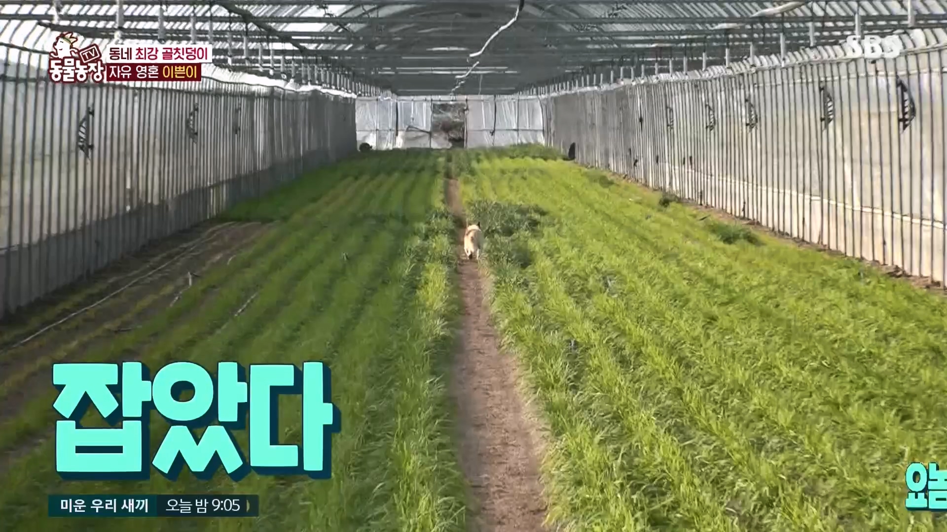 TV 동물농장.E1149.231210p.H264-F1RST.mp4_20231210_171102.688.jpg