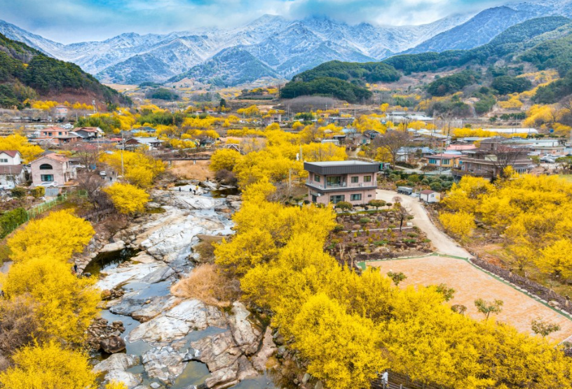 구례 산수유 축제