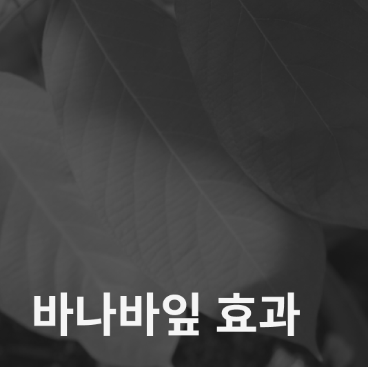 바나나잎 효능