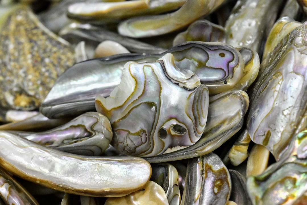 Clams