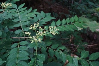 산초나무(산초잎)