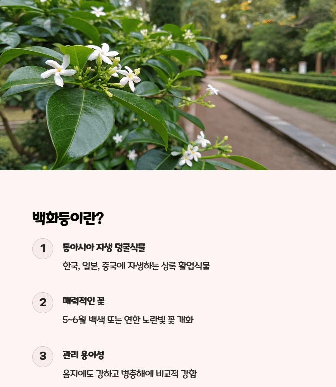 백화등