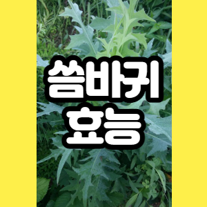  씀바귀 효능, 좀씀바귀 벌씀바귀