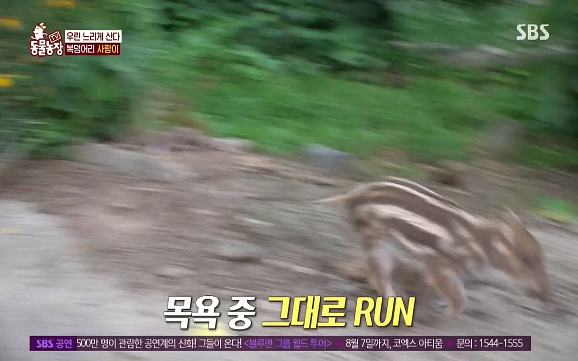 TV 동물농장.E1076.220704p.H264-F1RST.mp4_20220703_175558.355.jpg