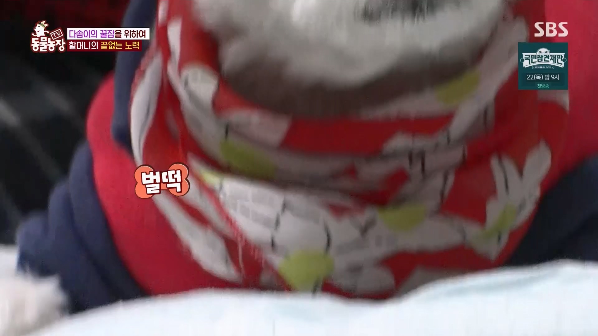 TV 동물농장.E1159.240218p.H264-F1RST.mp4_20240218_170001.270.jpg