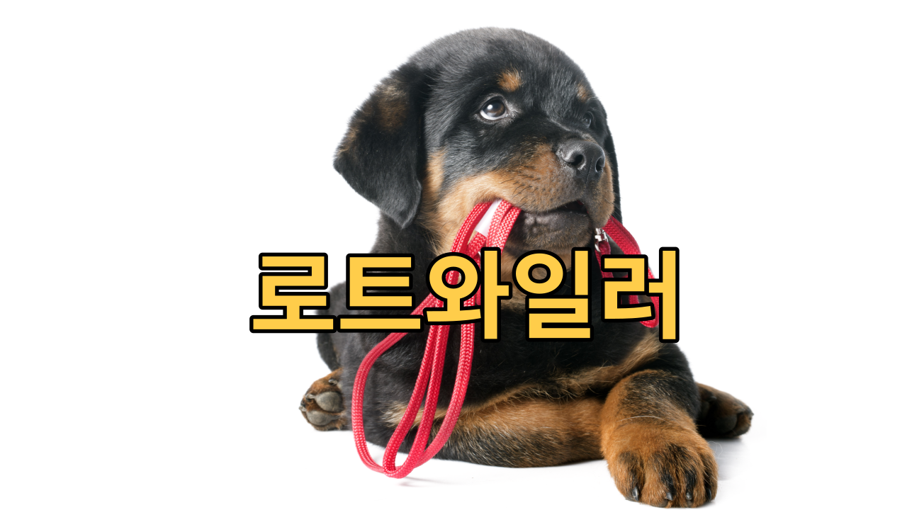  로트와일러 충성심, 지능 및 애정어린 동반자