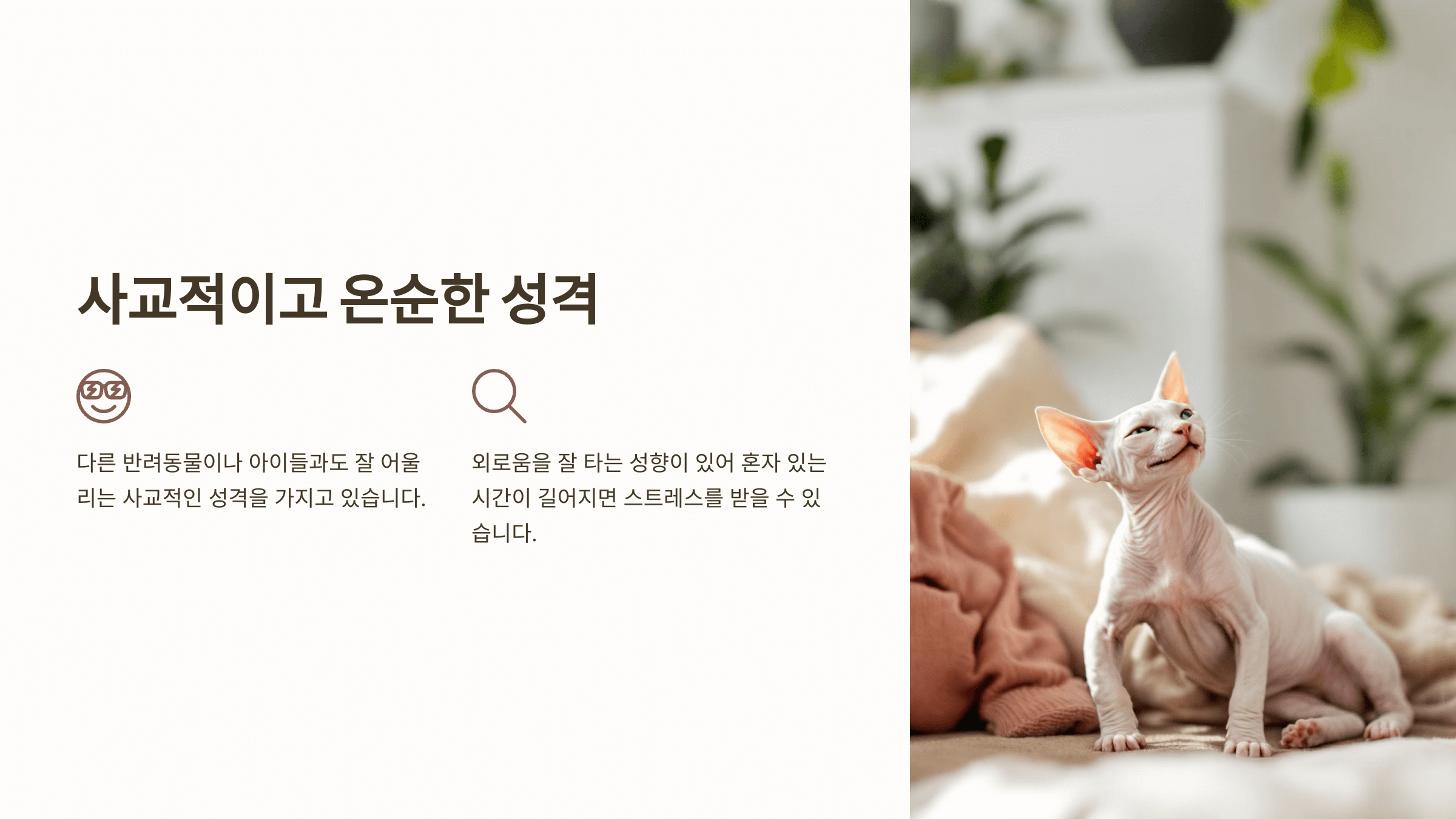 스핑크스 고양이 사진입니다.