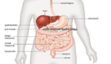  맹장염 초기증상 및 급성 만성 충수염 수술 및 합병증