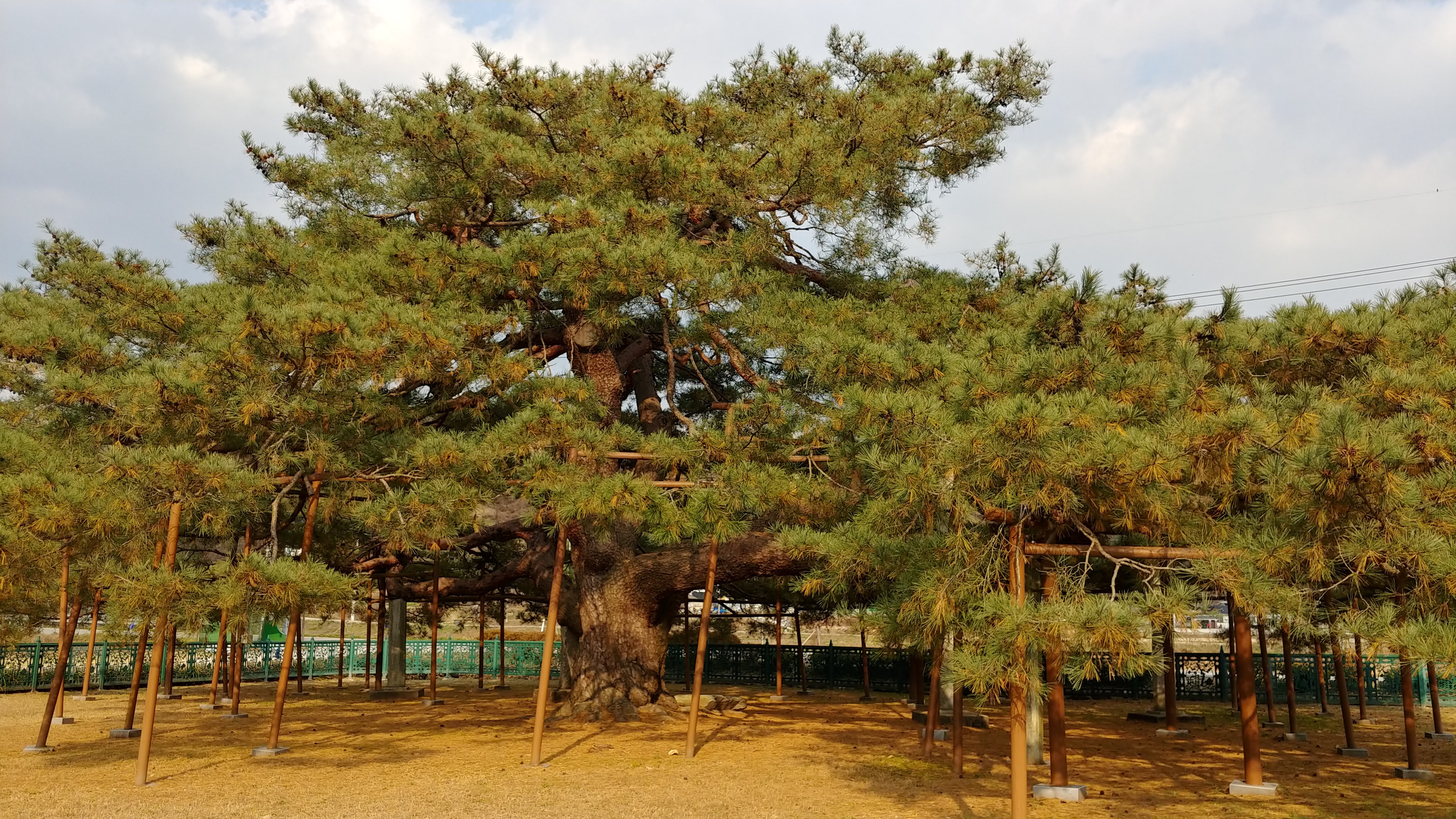 석송령