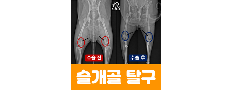 안산 단원구 동물병원