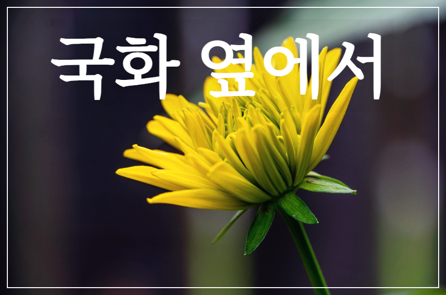  [시 감상]서정주 - 국화 옆에서