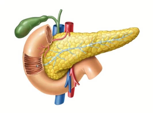 췌장의 역할
췌장암 검사
췌장암 검사종류
췌장암 검사방법