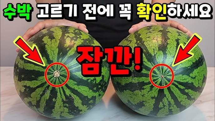 맛있는 수박 고르는법 5가지 feat 좋은 수박 암수 구별법_8