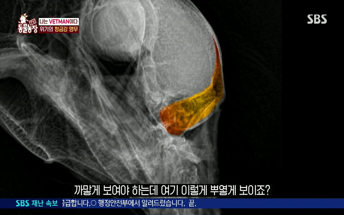 TV 동물농장.E1076.220704p.H264-F1RST.mp4_20220703_175600.761.jpg