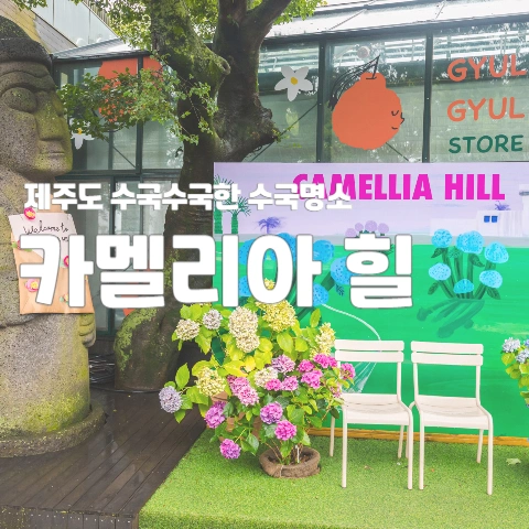  제주도 수국수국한 수국명소 "카멜리아 힐"
