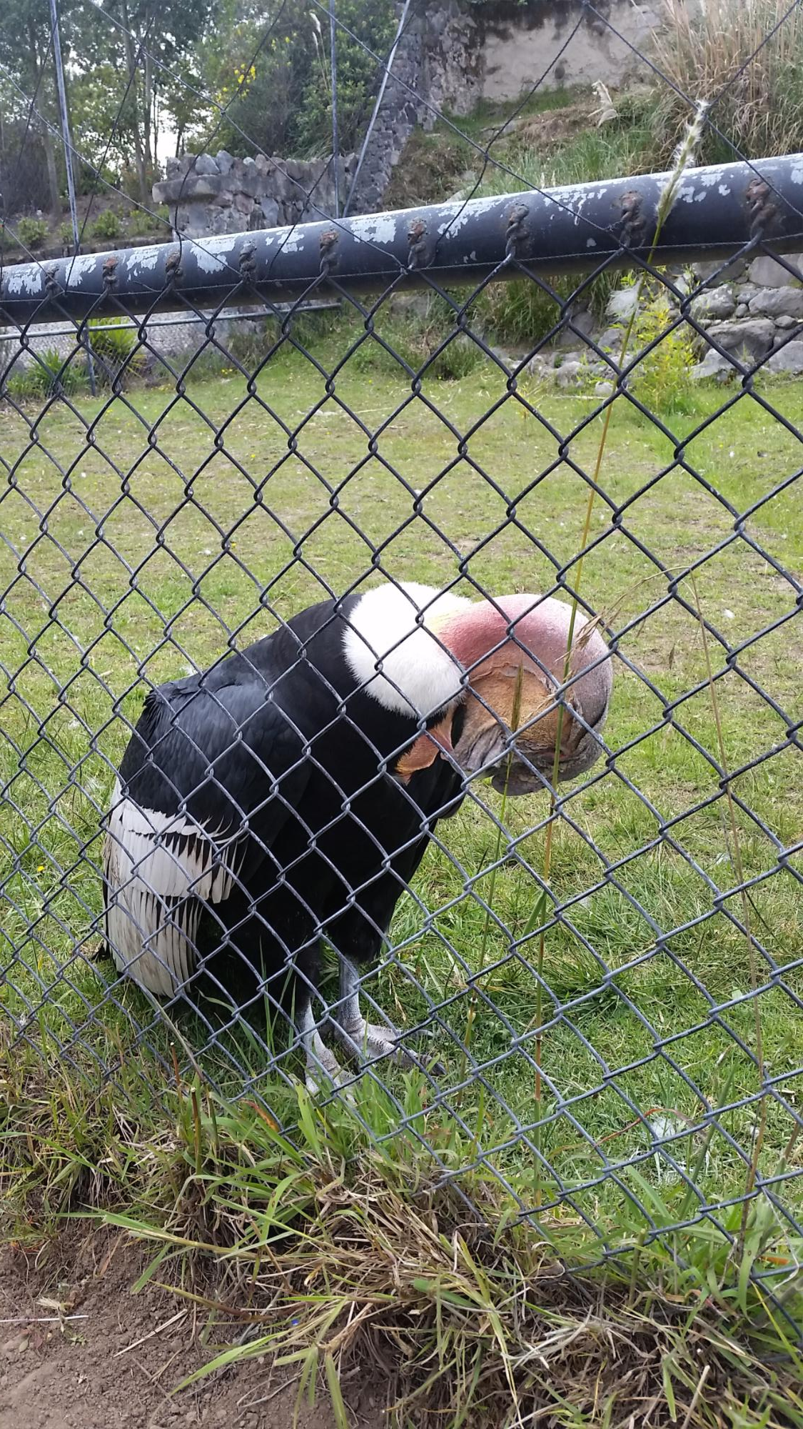  에콰도르 여행 Day-40 에콰도르 키토(Quito)에서 오타발로(Otavalo) 이동하기, 콘도르 공원(Parque del Condor), 페구체 폭포(Cascada de Peguche) 가보기