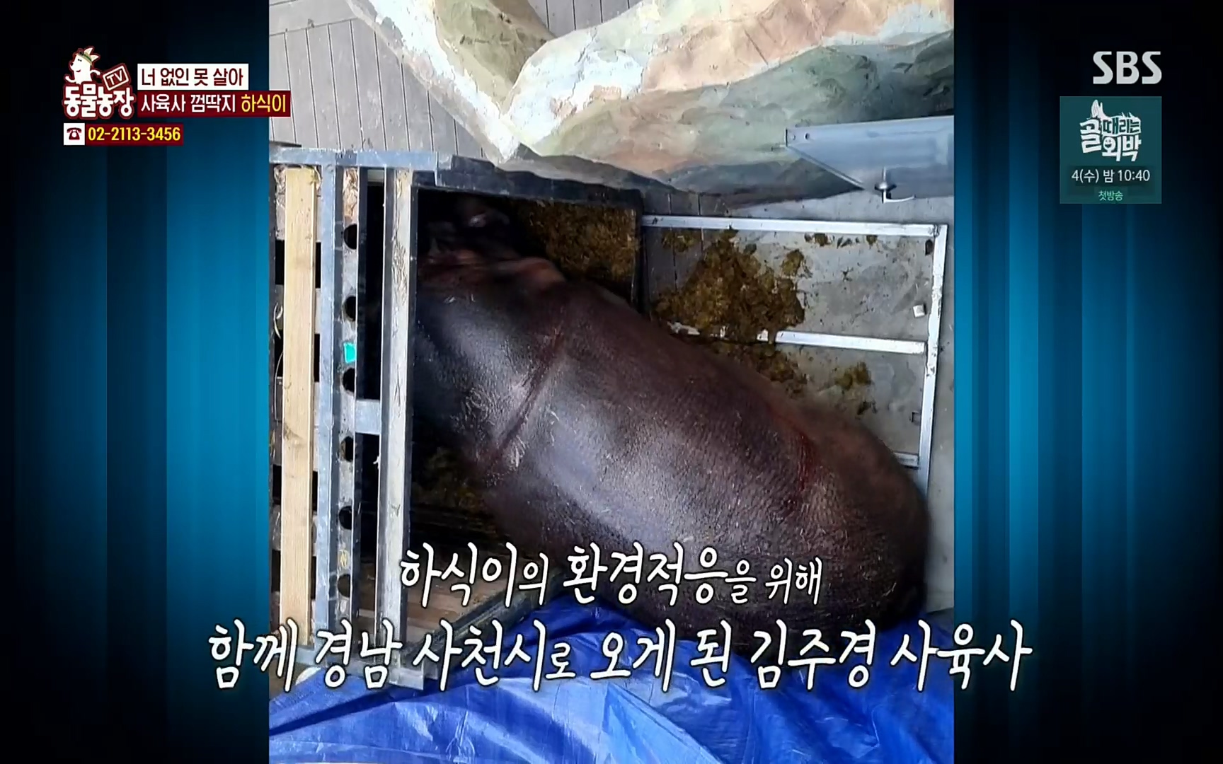 TV 동물농장.E1067.220501p.H264-F1RST.mp4_20220501_181717.503.jpg