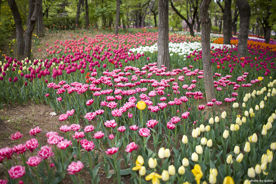 벚꽃 뒤의 튤립, 서울 성수동 튤립명소 '서울숲' 5