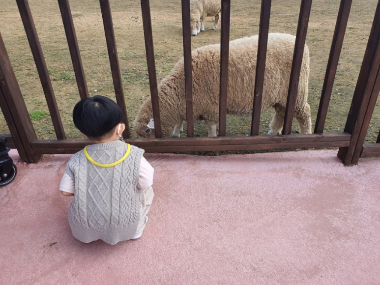 평일 입장료 할인행사 중 안성팜랜드 동물체험 핑크뮬리, 8