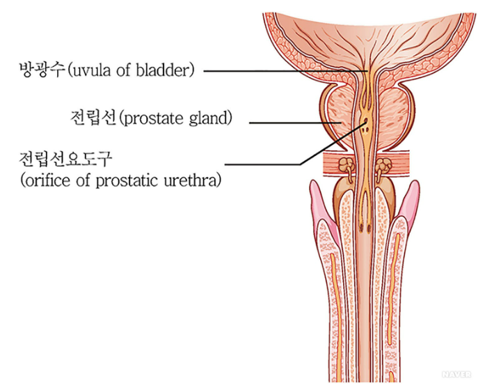 전립선 건강에 좋은 음식