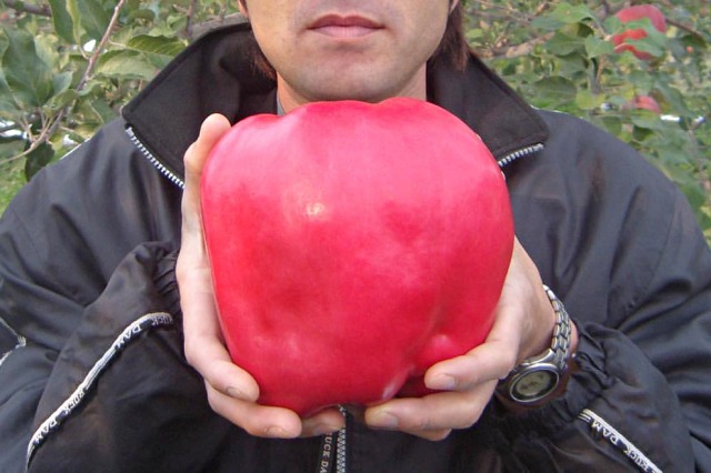 비싼 과일, 세카이이치 사과, 매일꿀정보