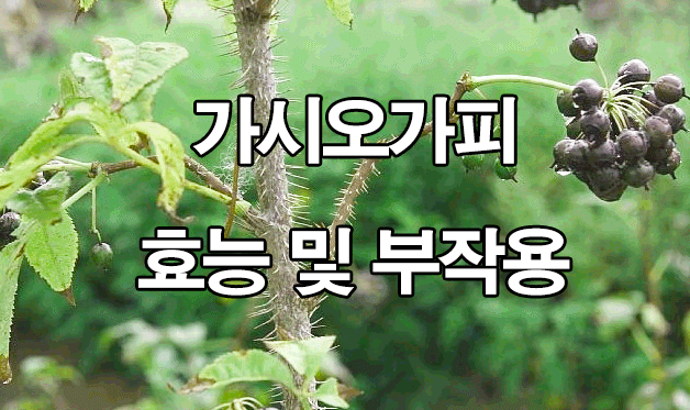  가시오가피 효능 및 부작용