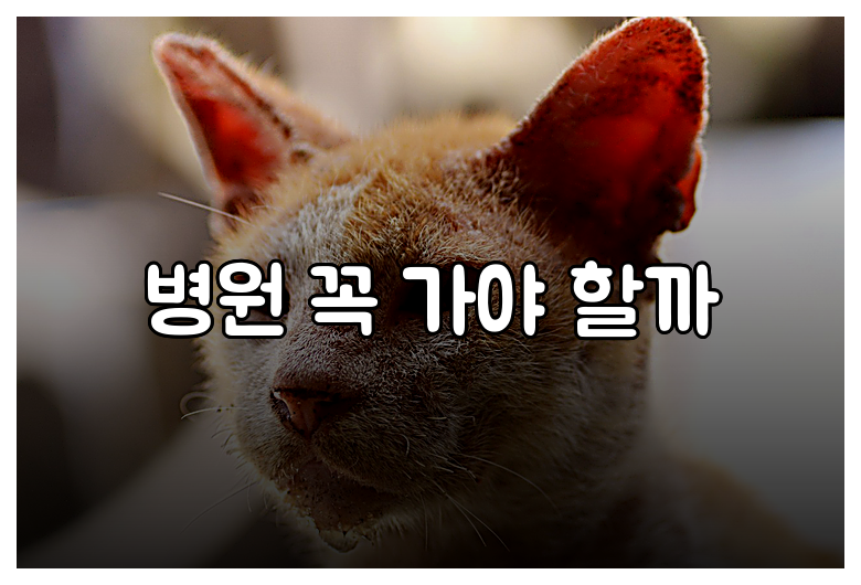 병원 꼭 가야 할까