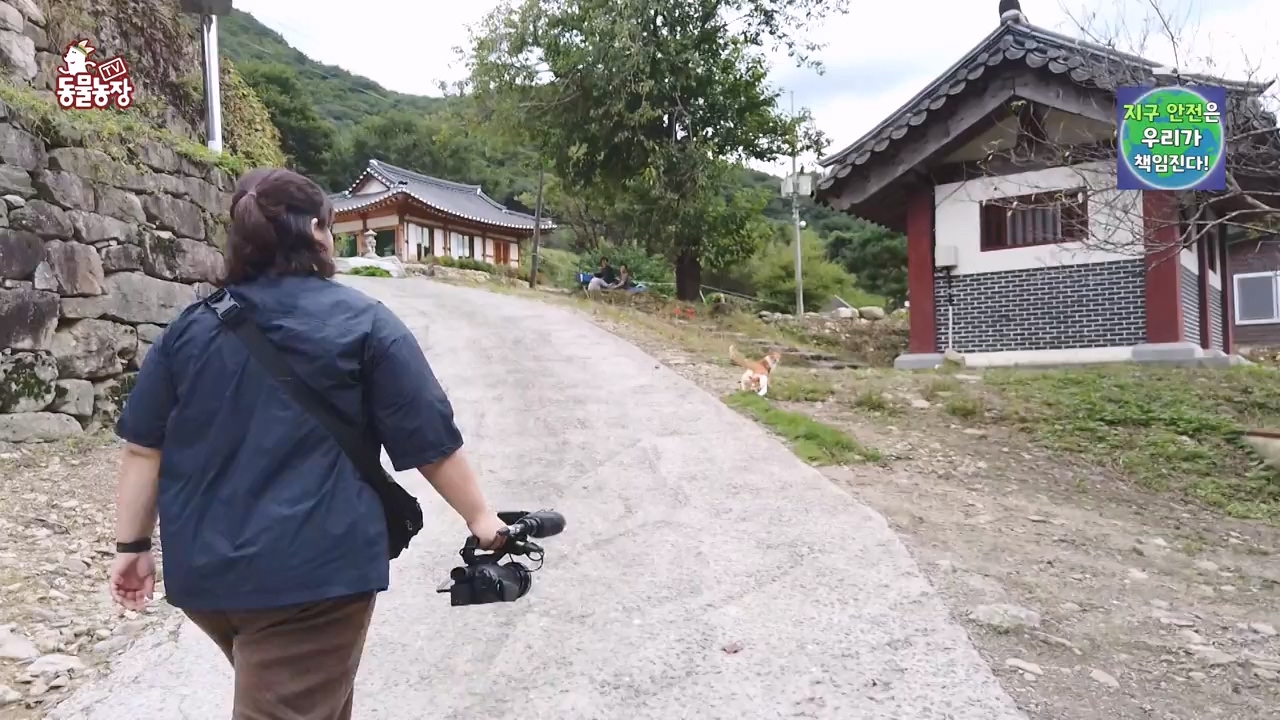 TV 동물농장.E1143.231030p-NEXT.mp4_20231029_164047.437.jpg