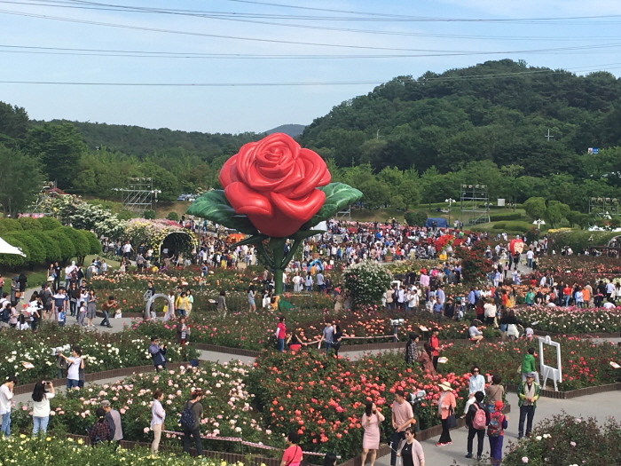 장미축제 기간/위치/정보 정리: 서울(중랑구), 울산 대공원, 삼척, 에버랜드, 곡성 세계장미 축제, 원주, 과천(서울대공원) 장미축제