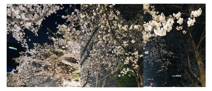 벚꽃 - 벚꽃 명소