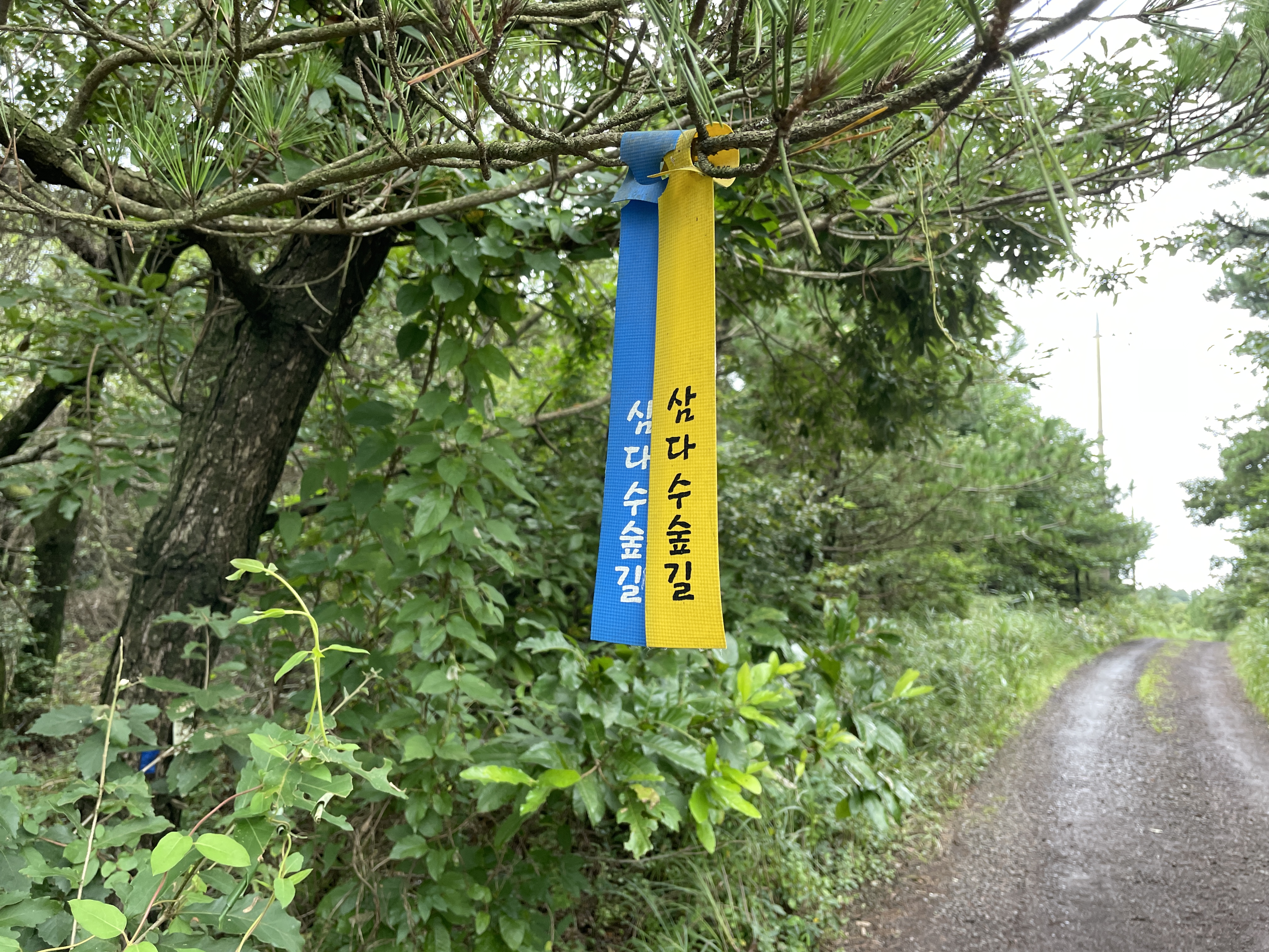 제주도여행-제주가볼만한곳-제주도걷기좋은숲길-삼다수숲길