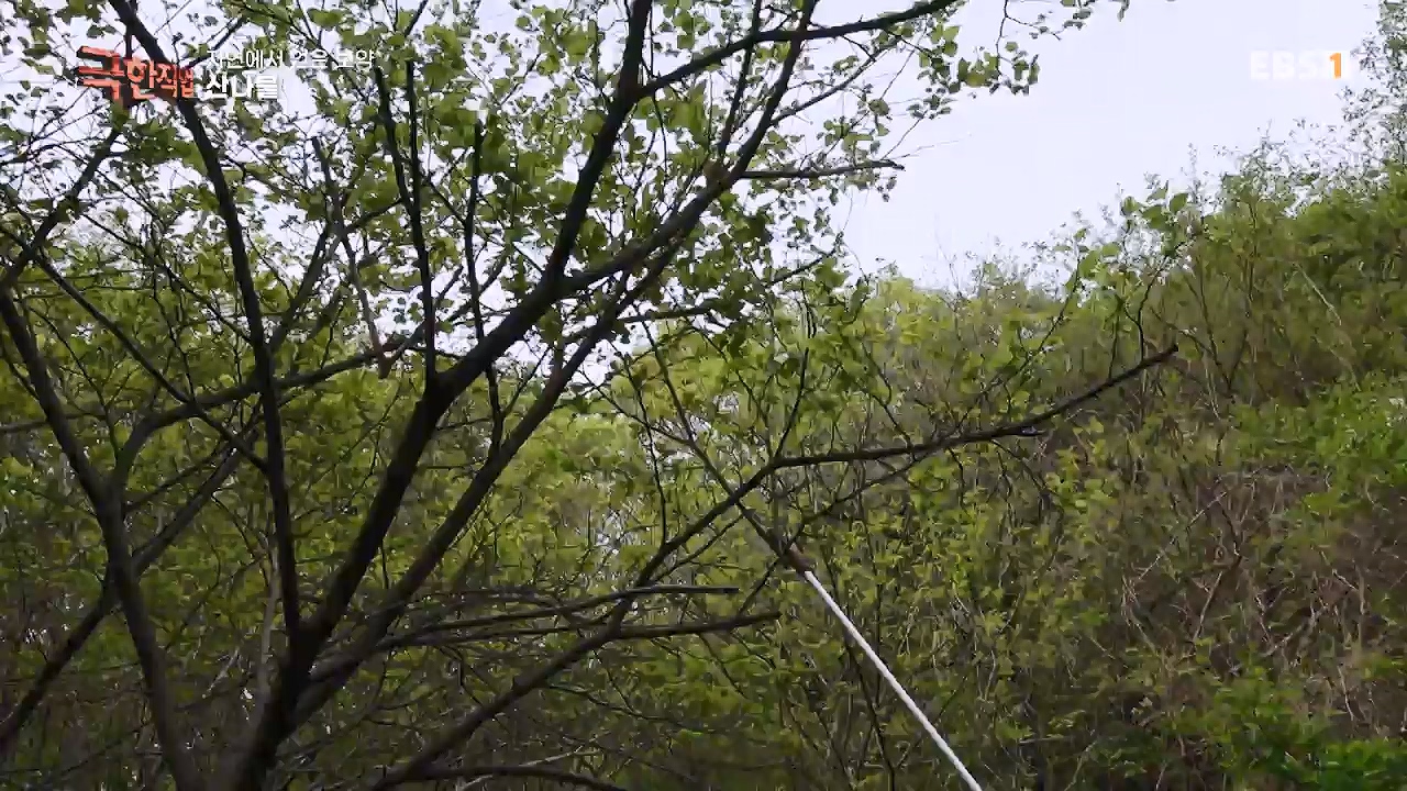 TV - 전 국민의 평생학교 EBS자연에서 얻은 보약, 상황버섯과 산나물, 쌍화차.mp4_20240615_172248.063.jpg